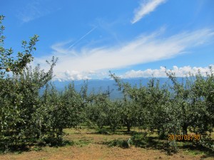 IMG_0598