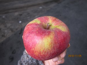 IMG_1949
