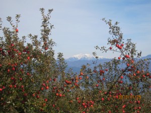 IMG_1981